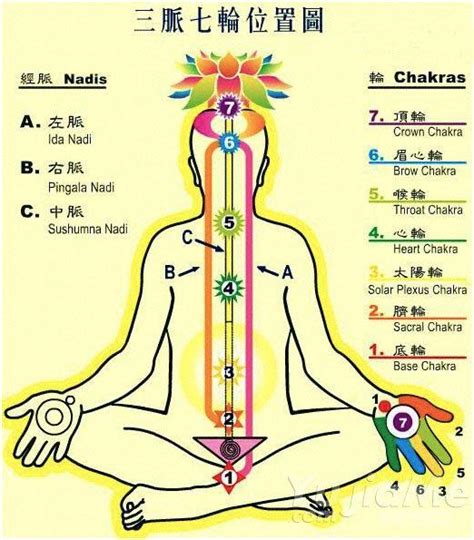 脈輪 英文|ecfunyoga 瑜伽健康生活: 七輪 Chakra